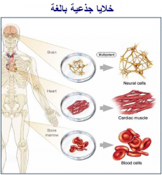 الخلايا الجذعية البالغة