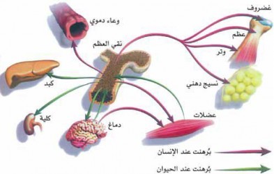 قوائد الخلايا الجذعية